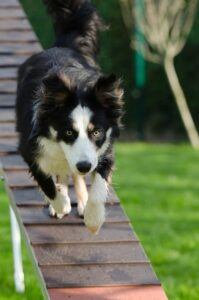 agility, web, catwalk-748260.jpg