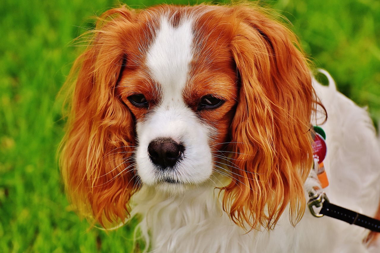 dog, cavalier king charles spaniel, pet-1606600.jpg