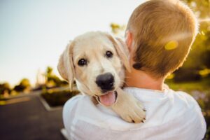 dog, nature, adorable-3344414.jpg