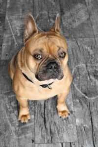 french bulldog, dog, animal-4059643.jpg