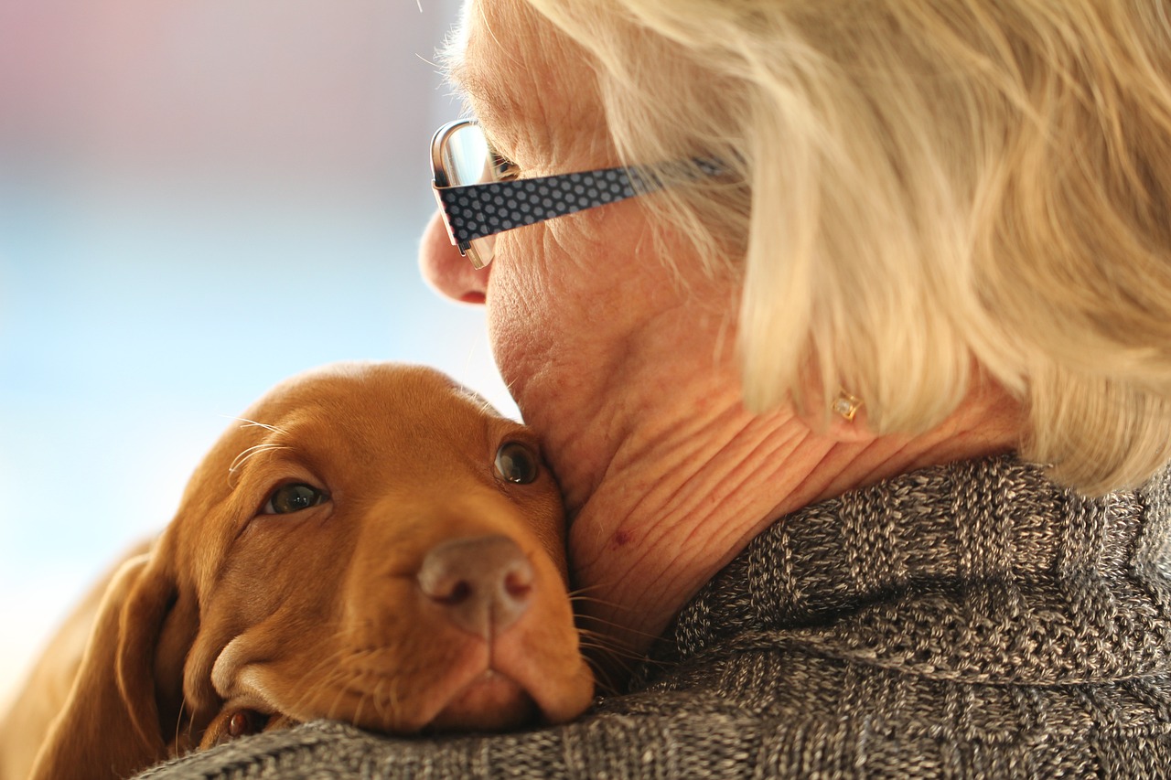 young, old, puppy-1835731.jpg