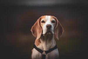 dog, beagle, meadow-8006807.jpg