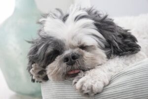 shih tzu, dog, pet-8287355.jpg