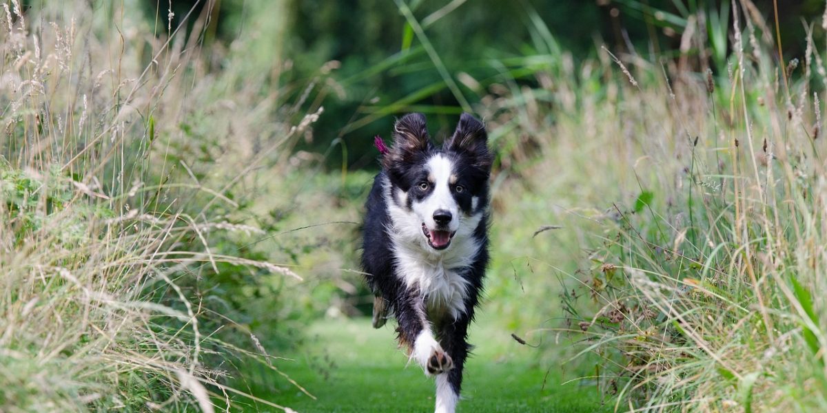 border collie, running dog, call-662786.jpg