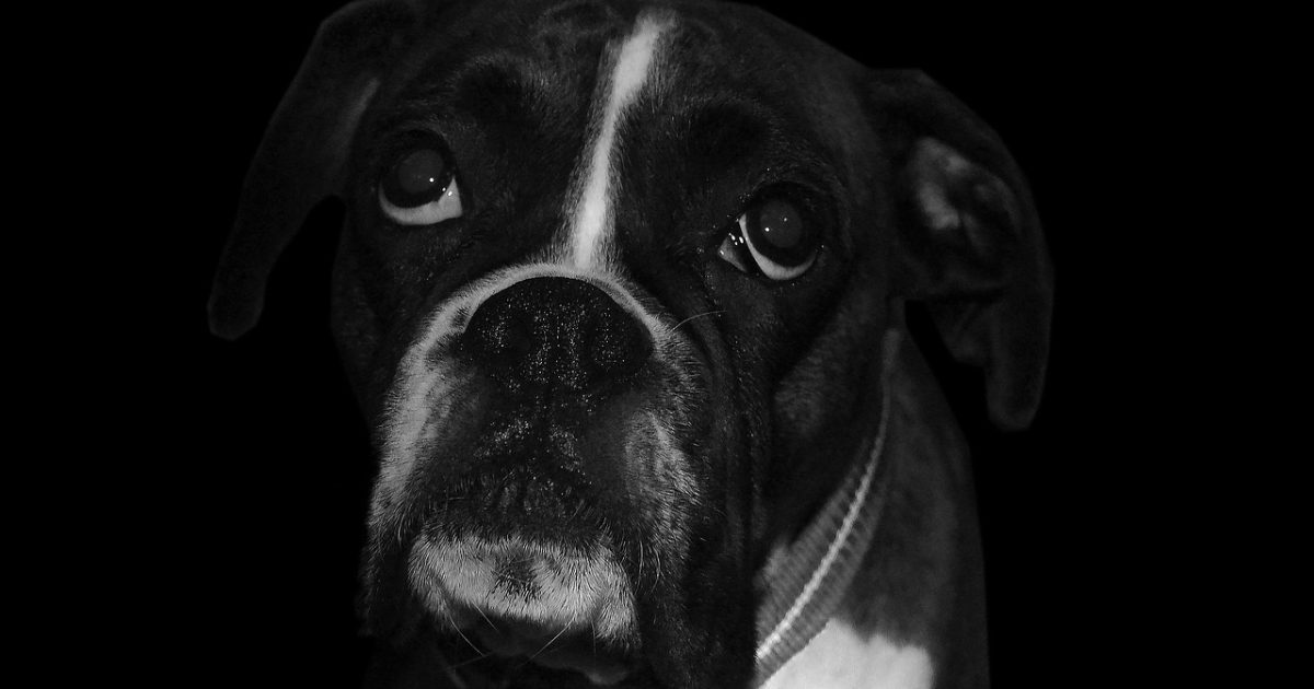 boxer, dog, sad-2135671.jpg