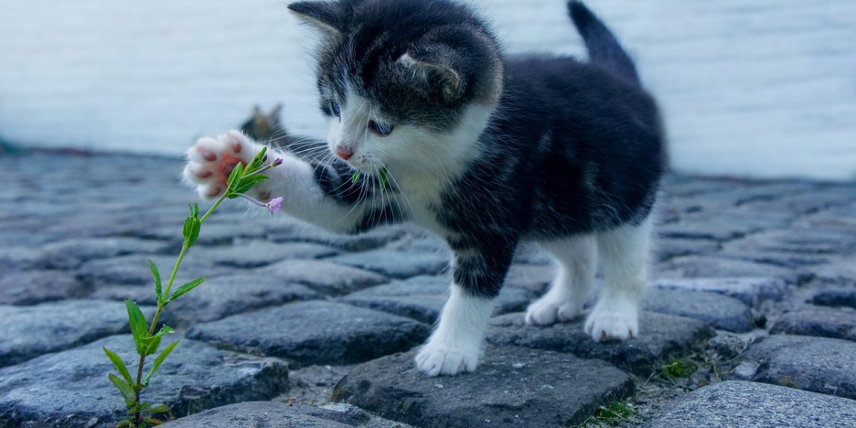 cat, flower, kitten-2536662.jpg