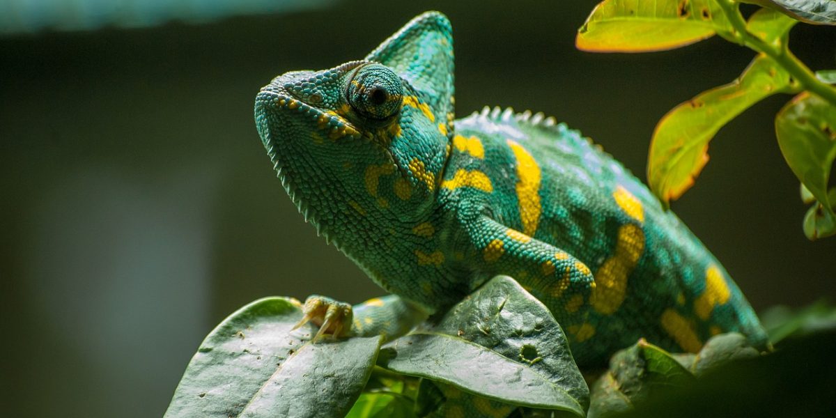 chameleon, green, exotic-4501712.jpg