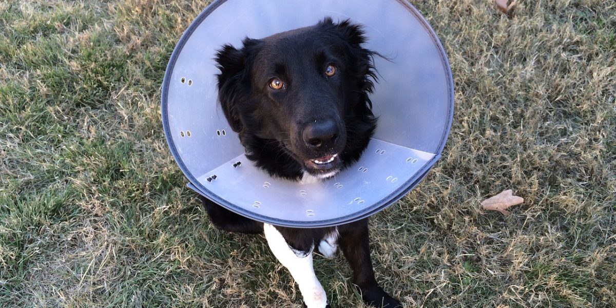 cone of shame, puppy, animal-2093433.jpg