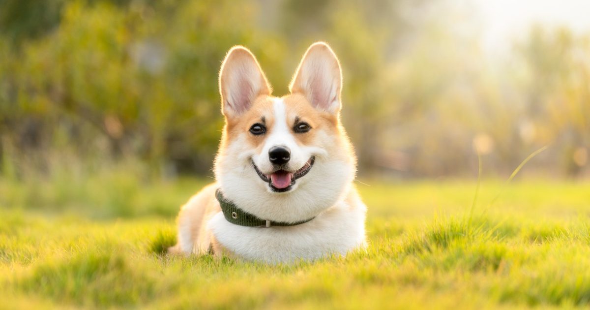 dog, corgi, pet-4988985.jpg