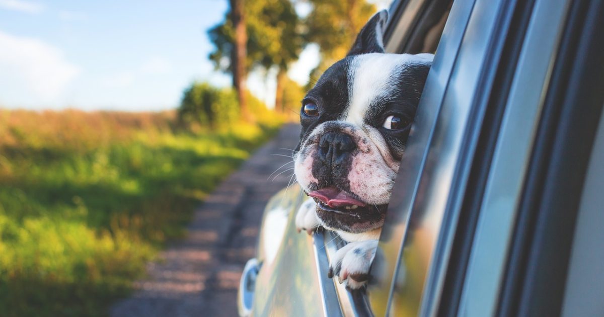 dog, pet, car window-1850465.jpg