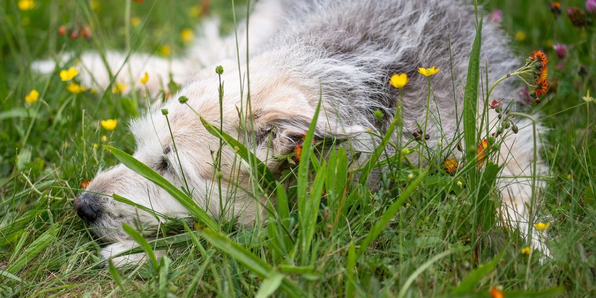 dog, sleeping dog, flower background-7272440.jpg