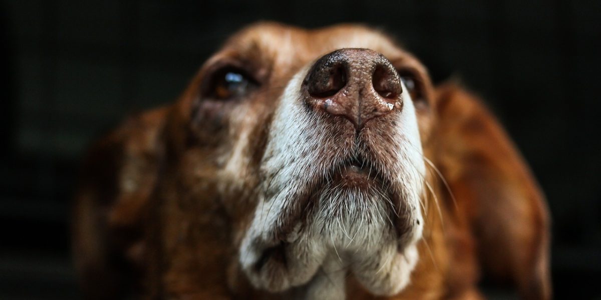 dog, snout, fur-813103.jpg