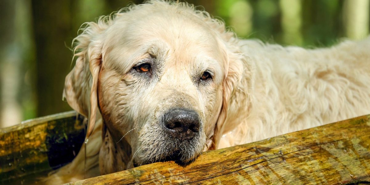 golden retriever, dog, retriever-2705639.jpg