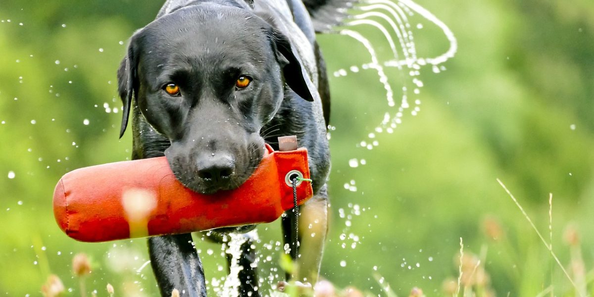 labrador, pet, dog-1114810.jpg