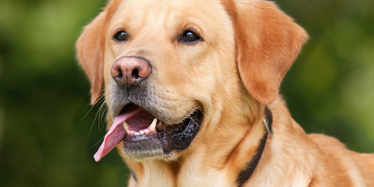 labrador retriever, dog, pet-1210559.jpg