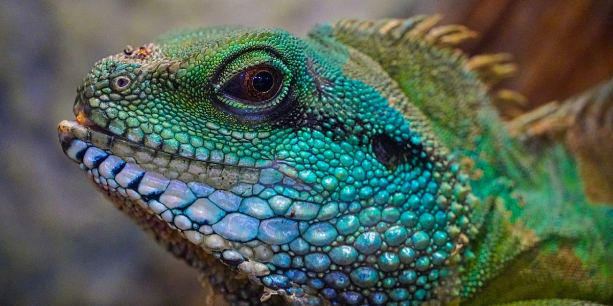 lizard, multicoloured, head-4763351.jpg