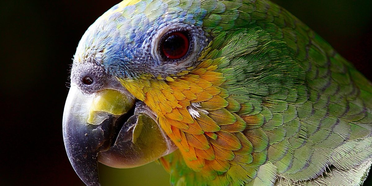 parrot, macaw, head-2756488.jpg