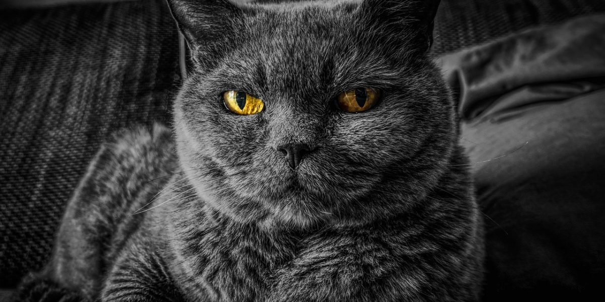 cat, cat's eyes, gray cat-2143332.jpg