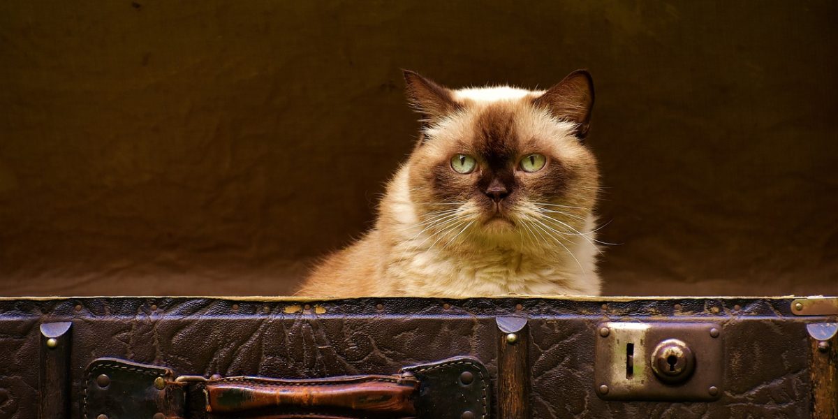 suitcase, antique, cat-1645271.jpg