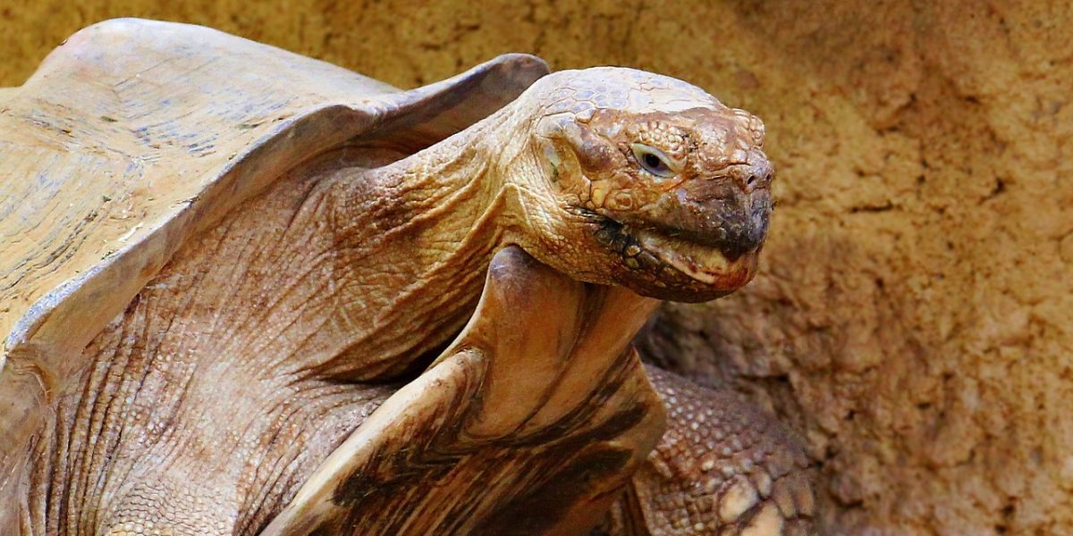 tortoise, reptile, animal-1661554.jpg