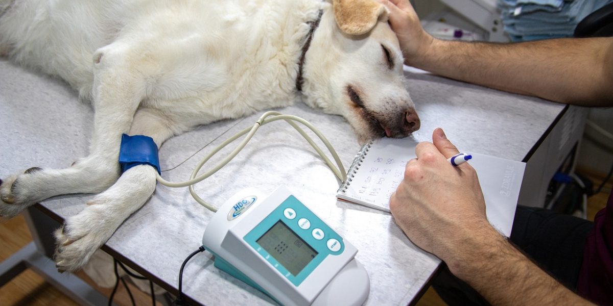 veterinary, blood pressure, pressure measurement-4940425.jpg