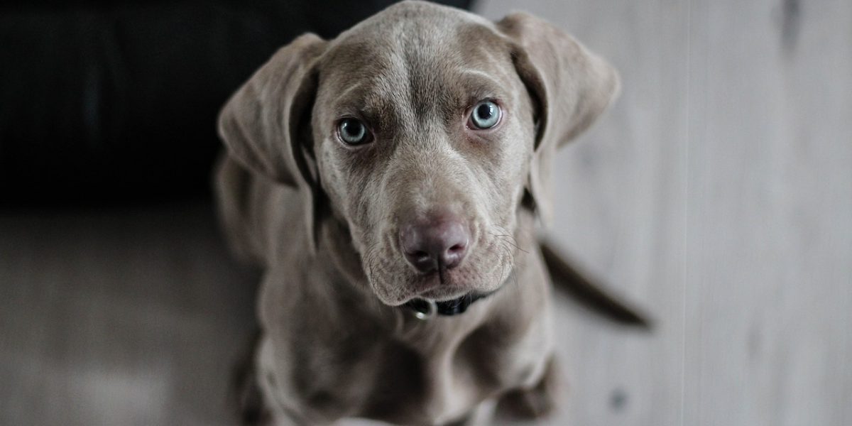 weimaraner, puppy, dog-1381186.jpg